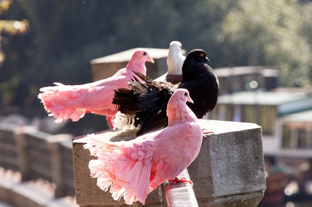 球能力与良 球能力与良